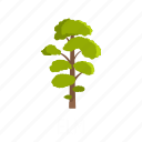 elm, forest, green, leaf, object, tree, wood