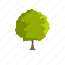 beech, forest, green, nature, object, park, tree