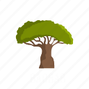 baobab, branch, forest, leaf, nature, object, tree
