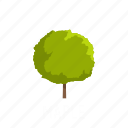 branch, forest, leaf, maple, nature, object, tree