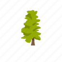 branch, fir, forest, leaf, nature, object, tree