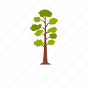 branch, forest, leaf, nature, object, pine, tree
