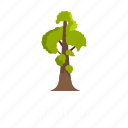 branch, environment, foliage, nature, object, sequoia, tree