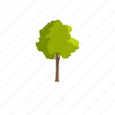 environment, forest, hornbeam, leaf, nature, object, tree