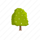 chestnut, fall, flora, foliage, nature, object, tree