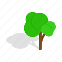 branch, forest, green, growth, isometric, plant, tree