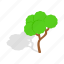 branch, forest, green, growth, isometric, plant, tree 