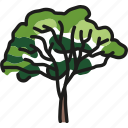eucalyptus, tree, green