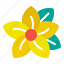 frangipani, blossom, beautiful, nature, floral, beauty, bloom, plant, petal 