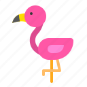 animal, bird, flamingo, tropical
