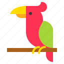 animal, bird, parrot, tropical
