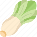 butterhead, lettuce, salad, vegetable, agriculture