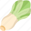 butterhead, lettuce, salad, vegetable, agriculture 