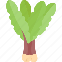 dandelion, leaf, lettuce, salad, organic