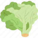 leaf, lettuce, food, vegetable, plant