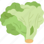 leaf, lettuce, food, vegetable, plant 
