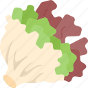 leaf, lettuce, salad, vegetable, plant