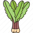 dandelion, leaf, lettuce, salad, organic