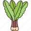 dandelion, leaf, lettuce, salad, organic 
