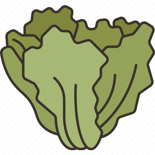 Escarole, lettuce, endive, salad, vitamin icon - Download on Iconfinder
