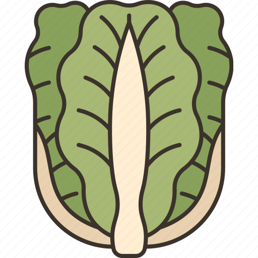 Nappa, cabbage, vegetable, ingredient, cooking icon - Download on Iconfinder