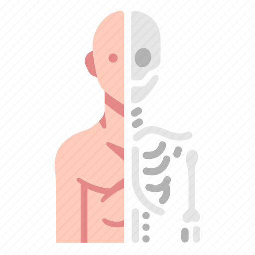 Anatomy, biology, human, medical, science, skeleton icon - Download on Iconfinder