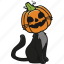 cat, pumpkin, halloween, jack, o, lantern, cute, spooky 