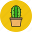 cactus, plant, pot 