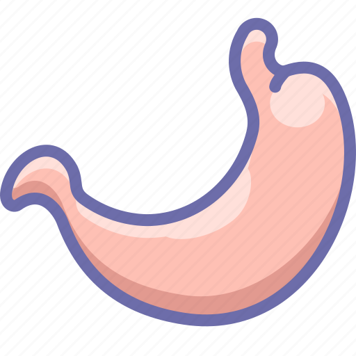 Anatomy, stomach icon - Download on Iconfinder on Iconfinder