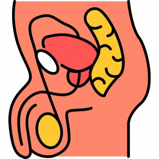 Male, genitourinary, system, urinary icon - Download on Iconfinder
