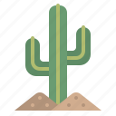 cactus, naure, plant, summer