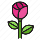 rose, flower, flora, love, valentine