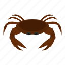 animal, brown, claw, crab, ocean, sea, seafood