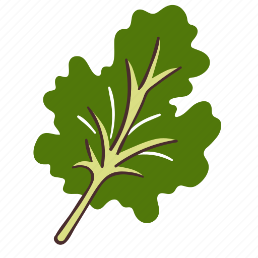 Kale, leaf, vegetable, ingredient, cooking, food, healthy icon - Download on Iconfinder
