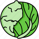 cabbage, vegetable, organic, food