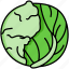 cabbage, vegetable, organic, food 