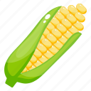 corn cob, healthy food, maize, ripe corn, sweet corn 