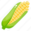 corn cob, healthy food, maize, ripe corn, sweet corn 