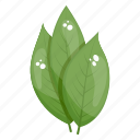 birch leaves, eco leaves, herbal leaves, leaflet, plant leaves 
