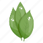 birch leaves, eco leaves, herbal leaves, leaflet, plant leaves 