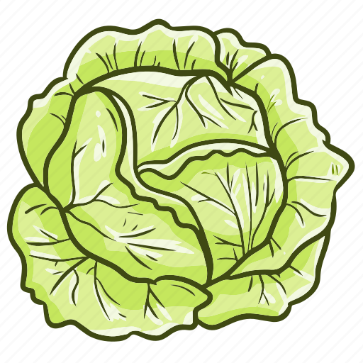 Cabbage, vegetable, food, cooking, kitchen icon - Download on Iconfinder
