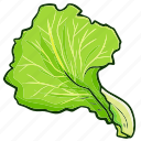 lettuce, vegetable, food, healthy, cooking