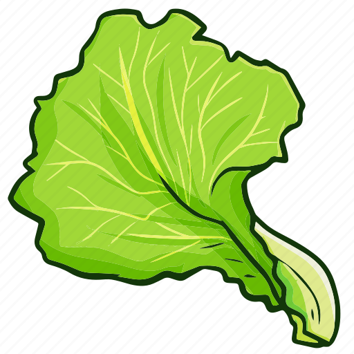 Lettuce, vegetable, food, healthy, cooking icon - Download on Iconfinder
