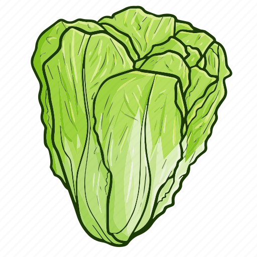 Lettuce, vegetable, food, salad, cooking, restaurant icon - Download on Iconfinder