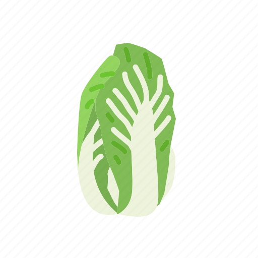 Asian cabbage, cabbage, food, organic, vegetable, vegetarian icon - Download on Iconfinder