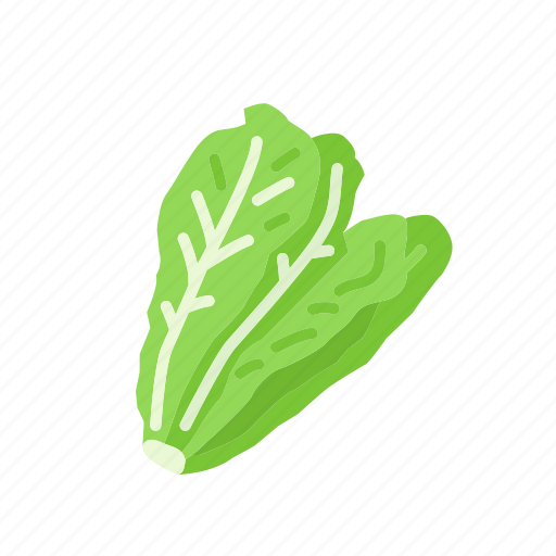Food, lettuce, organic, romaine lettuce, vegetable, vegetarian icon - Download on Iconfinder