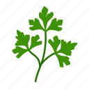 coriander, cilantro, celery, food, herb, leaf, parsley