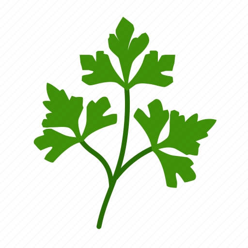Coriander, cilantro, celery, food, herb, leaf, parsley icon - Download on Iconfinder