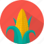 corn, food, plant, vegetable, healthy, kitchen, meal 