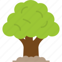 oak, tree, generic, shrub, icon
